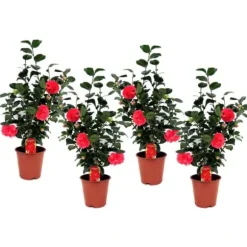 Kamelia japansk rose - Sæt med 4 - Camellia 'Lady C.' - Højde 60-70cm - ⌀19cm