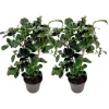 Kamelia japansk rose - Sæt 2 - Camellia 'Lady Campbell' - Højde 50-60cm - ⌀15cm