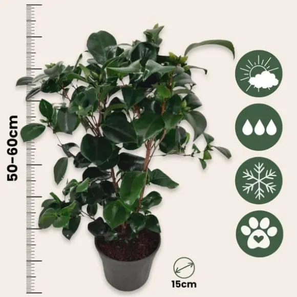 Kamelia japansk rose - Sæt 2 - Camellia 'Lady Campbell' - Højde 50-60cm - ⌀15cm