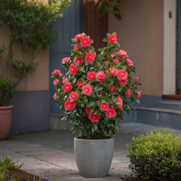Kamelia japansk rose - Sæt 2 - Camellia 'Lady Campbell' - Højde 50-60cm - ⌀15cm