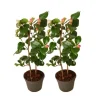 Kamelia japansk rose - Sæt med 2 - Camellia 'Dr. King' - Højde 50-60cm - ⌀15cm