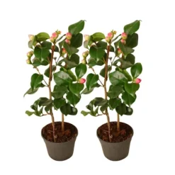 Kamelia japansk rose - Sæt med 2 - Camellia 'Dr. King' - Højde 50-60cm - ⌀15cm