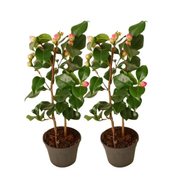 Kamelia japansk rose - Sæt med 2 - Camellia 'Dr. King' - Højde 50-60cm - ⌀15cm