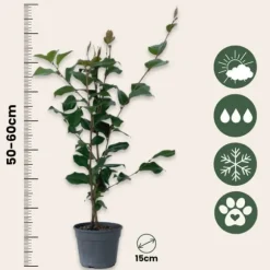 Kamelia japansk rose - Sæt med 2 - Camellia 'Dr. King' - Højde 50-60cm - ⌀15cm