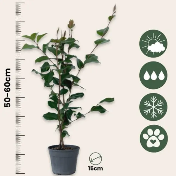 Kamelia japansk rose - Sæt med 2 - Camellia 'Dr. King' - Højde 50-60cm - ⌀15cm