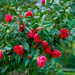 Kamelia japansk rose - Sæt med 2 - Camellia 'Dr. King' - Højde 50-60cm - ⌀15cm