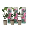 Kamelia japansk rose - Sæt med 3 - Camellia 'Bonomiana' - Højde 25-40cm - ⌀9cm