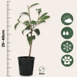 Kamelia japansk rose - Sæt med 3 - Camellia 'Bonomiana' - Højde 25-40cm - ⌀9cm