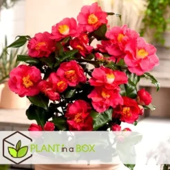 Kamelia japansk rose - Sæt med 3 - Camellia 'Bonomiana' - Højde 25-40cm - ⌀9cm