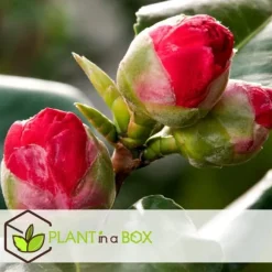 Kamelia japansk rose - Sæt med 3 - Camellia 'Bonomiana' - Højde 25-40cm - ⌀9cm