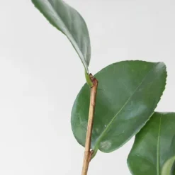 Kamelia japansk rose - Sæt med 6 - Camellia japonica - Højde 25-40cm - ⌀9cm