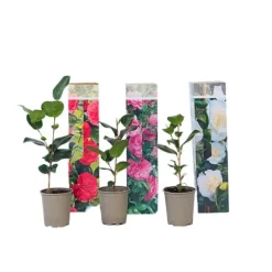 Kamelia japansk rose - Sæt med 3 - Camellia japonica - Højde 25-40cm - ⌀9cm