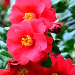 Kamelia japansk rose - Sæt med 3 - Camellia japonica - Højde 25-40cm - ⌀9cm