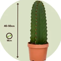 Kandelabertræ - Euphorbia ingens - Højde 40-50cm - ⌀18cm