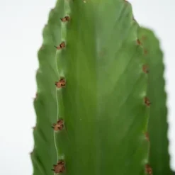 Kandelabertræ - Euphorbia ingens - Højde 40-50cm - ⌀18cm