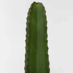 Kandelabertræ - Euphorbia ingens - Højde 40-50cm - ⌀18cm