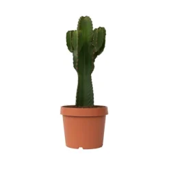 Kandelabertræ - Euphorbia ingens - Højde 85-95cm - ⌀24cm