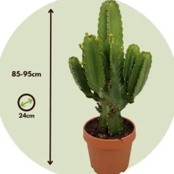 Kandelabertræ - Euphorbia ingens - Højde 85-95cm - ⌀24cm