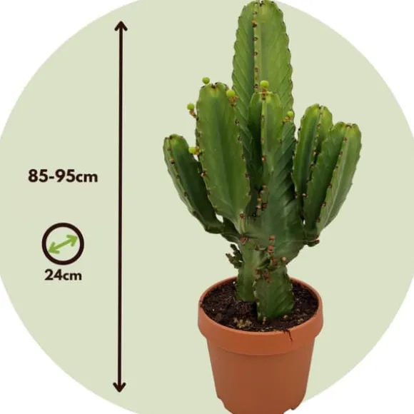 Kandelabertræ - Euphorbia ingens - Højde 85-95cm - ⌀24cm