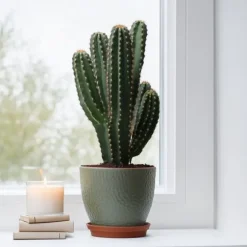 Kandelabertræ - Euphorbia ingens - Højde 85-95cm - ⌀24cm