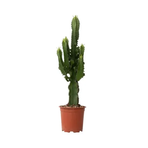 Kandelabertræ - Euphorbia ingens - Højde 50-60cm - ⌀17cm