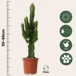 Kandelabertræ - Euphorbia ingens - Højde 50-60cm - ⌀17cm