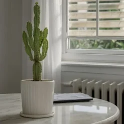 Kandelabertræ - Euphorbia ingens - Højde 50-60cm - ⌀17cm