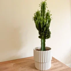 Kandelabertræ - Euphorbia ingens - Højde 50-60cm - ⌀17cm
