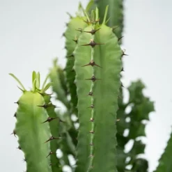 Kandelabertræ - Euphorbia ingens - Højde 50-60cm - ⌀17cm