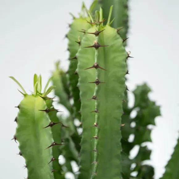 Kandelabertræ - Euphorbia ingens - Højde 50-60cm - ⌀17cm
