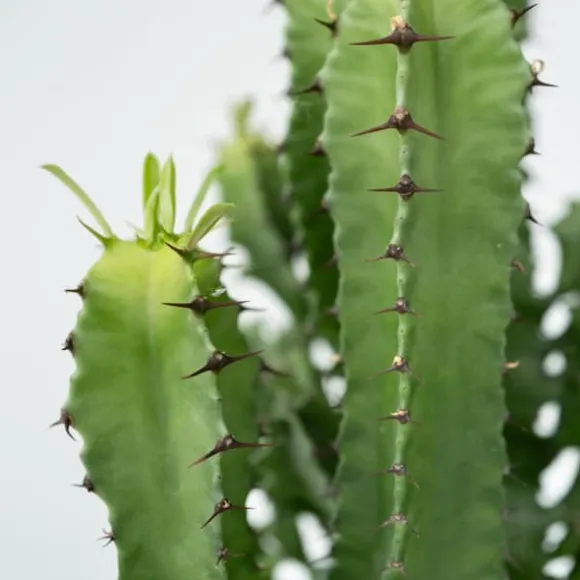 Kandelabertræ - Euphorbia ingens - Højde 50-60cm - ⌀17cm