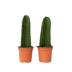 Kandelabertræ - Sæt med 2 - Euphorbia ingens - Højde 40-50cm - ⌀18cm