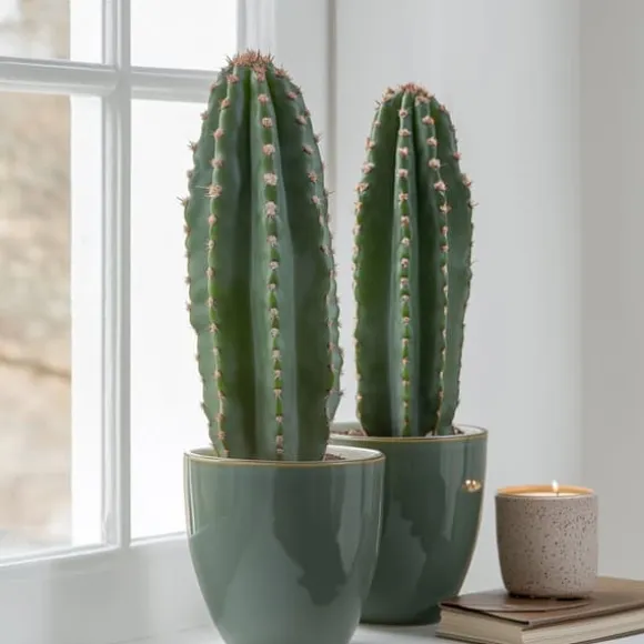 Kandelabertræ - Sæt med 2 - Euphorbia ingens - Højde 40-50cm - ⌀18cm