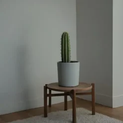 Kandelabertræ - Sæt med 2 - Euphorbia ingens - Højde 40-50cm - ⌀18cm