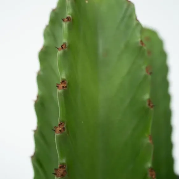 Kandelabertræ - Sæt med 2 - Euphorbia ingens - Højde 40-50cm - ⌀18cm
