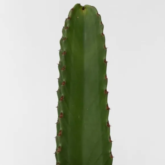 Kandelabertræ - Sæt med 2 - Euphorbia ingens - Højde 40-50cm - ⌀18cm
