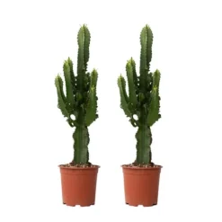 Kandelabertræ - Sæt med 2 - Euphorbia ingens - Højde 50-60cm - ⌀17cm