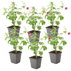 Kapmalva - Sæt med 6 - Anisodontea capensis 'El Rayo' - Højde 25-40cm - ⌀9cm