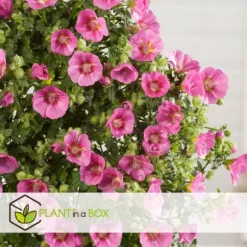 Kapmalva - Sæt med 6 - Anisodontea capensis 'El Rayo' - Højde 25-40cm - ⌀9cm