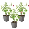 Kapmalva - Sæt med 3 - Anisodontea capensis 'El Rayo' - Højde 25-40cm - ⌀9cm