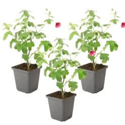Kapmalva - Sæt med 3 - Anisodontea capensis 'El Rayo' - Højde 25-40cm - ⌀9cm