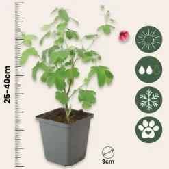 Kapmalva - Sæt med 3 - Anisodontea capensis 'El Rayo' - Højde 25-40cm - ⌀9cm