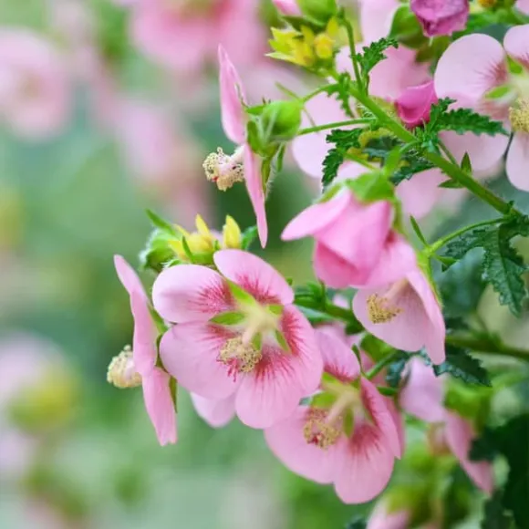 Kapmalva - Sæt med 3 - Anisodontea capensis 'El Rayo' - Højde 25-40cm - ⌀9cm