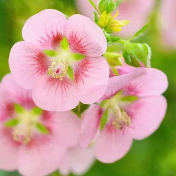Kapmalva - Sæt med 3 - Anisodontea capensis 'El Rayo' - Højde 25-40cm - ⌀9cm