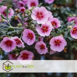 Kapmalva - Sæt med 3 - Anisodontea capensis 'El Rayo' - Højde 25-40cm - ⌀9cm