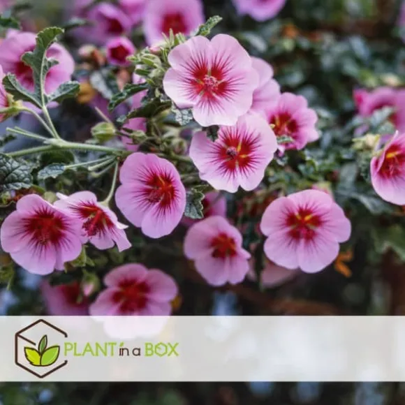 Kapmalva - Sæt med 3 - Anisodontea capensis 'El Rayo' - Højde 25-40cm - ⌀9cm