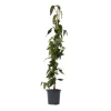 Kaprifolie - Lonicera henryi 'Copper Beauty' - Højde 110-120cm - ⌀17cm
