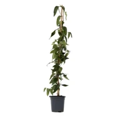 Kaprifolie - Lonicera henryi 'Copper Beauty' - Højde 110-120cm - ⌀17cm