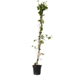 Kaprifolie - Lonicera x Heckrotti 'American Beauty' - Højde 110-120cm - ⌀17cm
