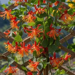 Kaprifolie - Lonicera x Heckrotti 'American Beauty' - Højde 110-120cm - ⌀17cm